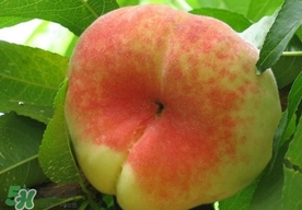 盤桃是蟠桃嗎？盤桃和蟠桃一樣嗎