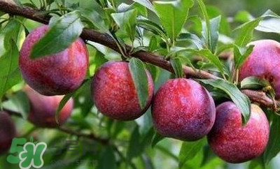 雙華李孕婦可以吃嗎？孕婦能吃雙華李嗎