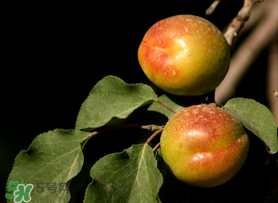 吃完杏子能喝牛奶嗎？杏子和牛奶能一起吃嗎？