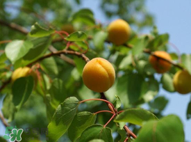 杏子可以和芒果一起吃嗎？吃完杏子可以吃芒果嗎？