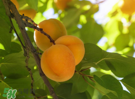 杏和酸奶能一起吃嗎？杏能和酸奶一起吃嗎？