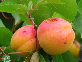 杏和酸奶能一起吃嗎？杏能和酸奶一起吃嗎？