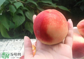 毛桃怎么保存？毛桃可以放冰箱？