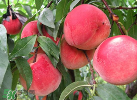 毛桃怎么清洗？毛桃怎么洗干凈？