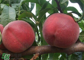 毛桃怎么清洗？毛桃怎么洗干凈？