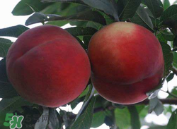 毛桃的皮能吃嗎？毛桃皮可以吃嗎？