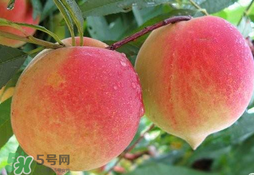 毛桃的皮能吃嗎？毛桃皮可以吃嗎？