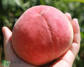 毛桃不能和什么一起吃？毛桃和什么相克？