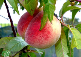 毛桃和西瓜能一起吃嗎？毛桃和西瓜能同時(shí)吃嗎？