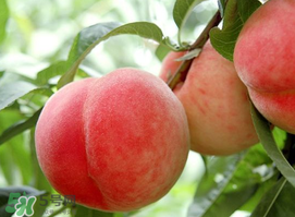 毛桃和西瓜能一起吃嗎？毛桃和西瓜能同時(shí)吃嗎？