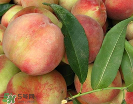 吃毛桃會(huì)過(guò)敏嗎？吃毛桃過(guò)敏怎么辦？