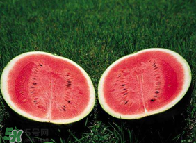 杏和西瓜能一起吃嗎？杏和西瓜能同時吃嗎？