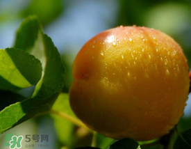 杏和雞蛋能一起吃嗎？杏子和雞蛋能一起吃嗎？