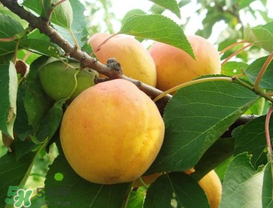 杏的熱量高嗎？一個杏的熱量是多少？