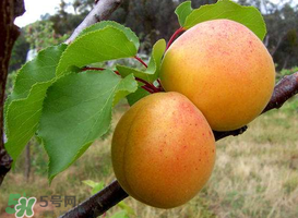 杏的熱量高嗎？一個杏的熱量是多少？