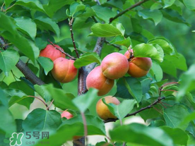 杏多少錢一斤？杏子多少錢一斤2017？