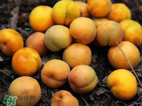 杏多少錢一斤？杏子多少錢一斤2017？