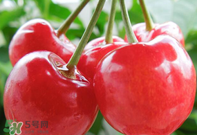 杏和櫻桃能一起吃嗎?杏能和櫻桃一起吃嗎？