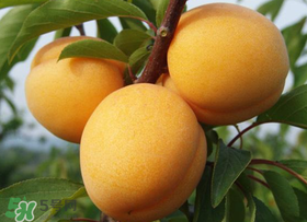 杏吃多了會(huì)怎么樣？杏吃多了會(huì)不會(huì)上火?