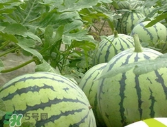 西瓜子是白色的能吃嗎？西瓜籽是白色的能不能吃