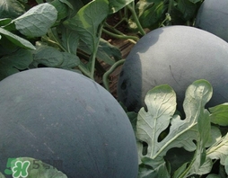 西瓜子是白色的能吃嗎？西瓜籽是白色的能不能吃