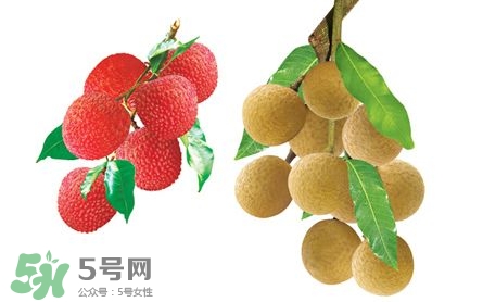 荔枝和龍眼有什么區(qū)別？荔枝和龍眼可以一起吃嗎