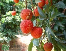 荔枝和龍眼哪個(gè)更上火？荔枝和龍眼味道差不多