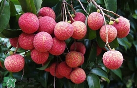 荔枝有酸的嗎？荔枝酸是壞了嗎？