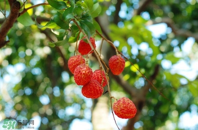 荔枝有酸的嗎？荔枝酸是壞了嗎？