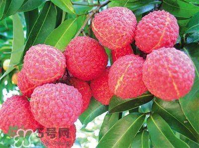 荔枝是幾月份的水果？荔枝是上火的嗎？