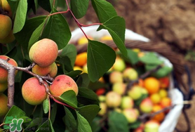 杏怎么催熟？杏怎么放熟的快？