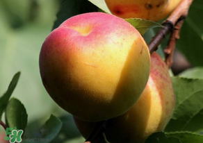 杏子可以放冰箱嗎？杏子可以冷藏嗎？