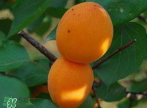 杏子可以放冰箱嗎？杏子可以冷藏嗎？