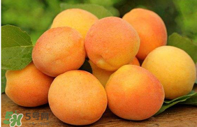 杏子怎么保存？長杏子怎么保存時間長？