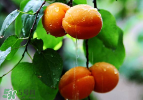 杏子怎么保存？長杏子怎么保存時間長？