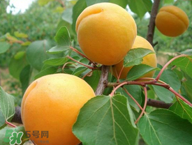 新鮮杏子可以放冰箱嗎？新鮮杏子怎么保存？