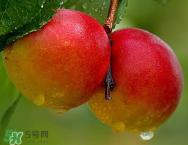 新鮮杏子怎么吃？新鮮杏子孕婦能吃嗎？