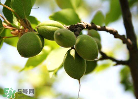 青杏怎么腌制？腌制青杏用糖比例