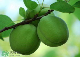 青杏怎么腌制？腌制青杏用糖比例