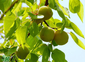 青杏怎么腌制？腌制青杏用糖比例