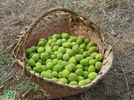 青杏怎么吃？青杏怎么做好吃？