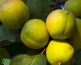 青杏怎么吃？青杏怎么做好吃？