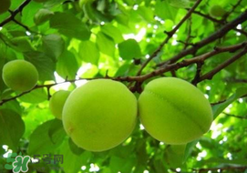 孕婦可以吃青杏嗎？青杏孕婦能吃嗎？