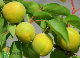 孕婦可以吃青杏嗎？青杏孕婦能吃嗎？