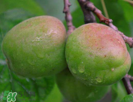 青杏怎么催熟？青杏怎么變黃？