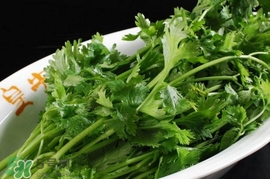 香菜是回奶的嗎？香菜是回奶還是下奶