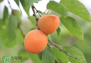 黃杏孕婦可以吃嗎？孕婦可以吃黃杏嗎？