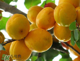 杏為什么不能多吃？杏為什么傷人?