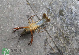 釣小龍蝦用什么餌？釣小龍蝦用什么誘餌最好？