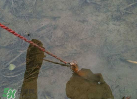 釣黃鱔用什么餌料？用什么釣黃鱔最好？